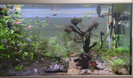 aquarium chorydoras