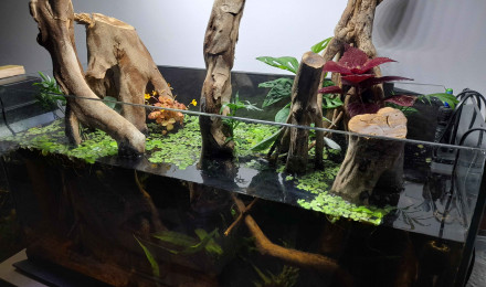 aquarium 80L