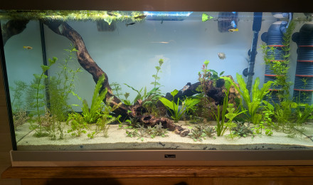 aquarium 200L