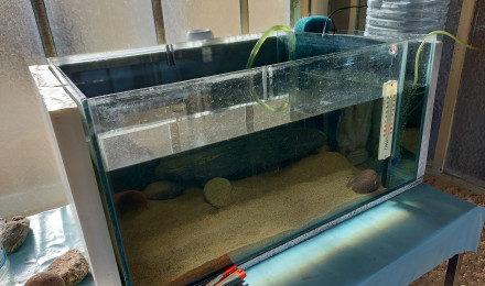 aquarium Axolotes