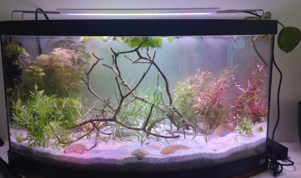 aquarium Aquarium Amazonien