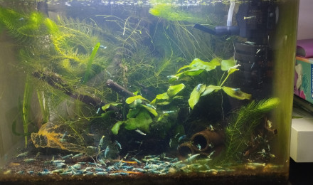 aquarium Bac 6 - Spécifique Taiwan bee Blue Bolt - 35