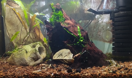 aquarium Bac 4 - Spécifique Taiwan bee mix Black - 20