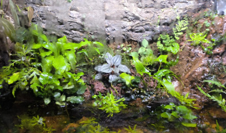 aquarium Paludarium