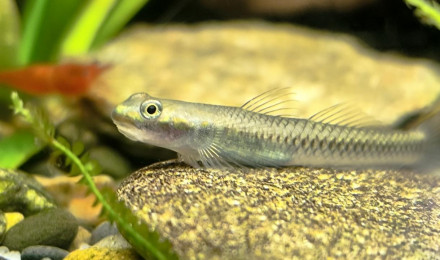 aquarium Biotope Papouasie