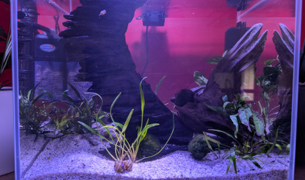aquarium AMTRA NANOSCAPING 35