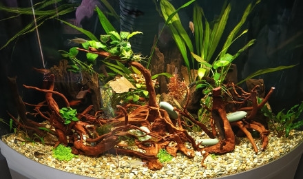 aquarium Ombre des racines 45
