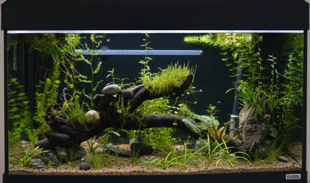 aquarium AQUA