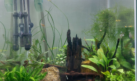 aquarium Aqua 175