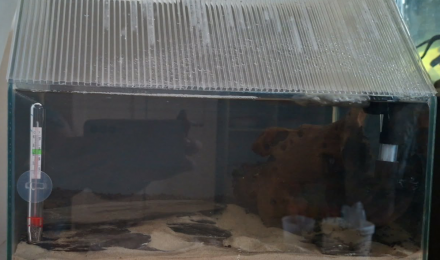 aquarium 10L Spé Neocaridinas Rili Green Jade