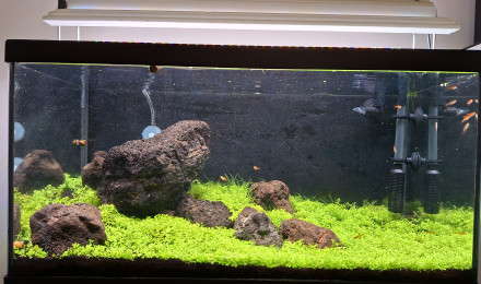 aquarium Iwagumi