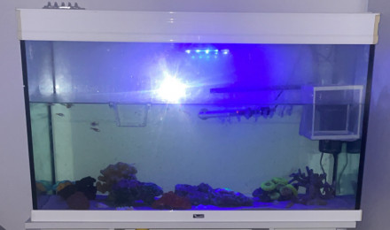 aquarium bac commun eau douce recif artificiel