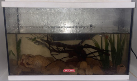 aquarium petit aquarium pour guppy femelle et crevette