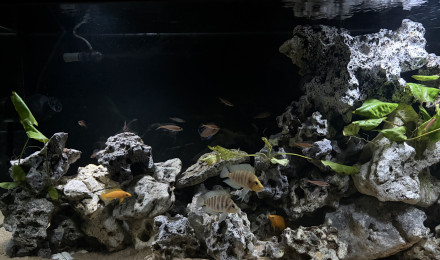 aquarium Tanganyika