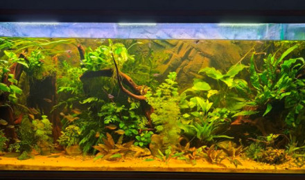 aquarium Bac Amazonien