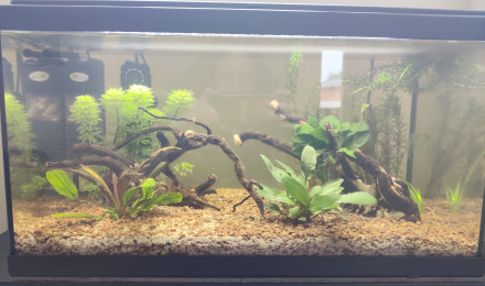 aquarium Aquarium 2