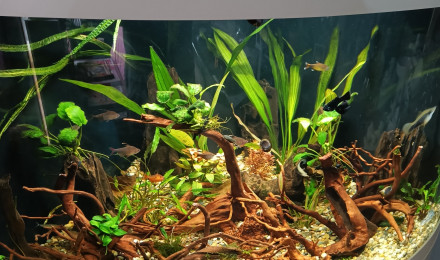 aquarium L Ombre des racines 45