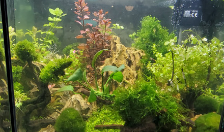 aquarium Scape crevettes