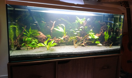 aquarium Tana 100