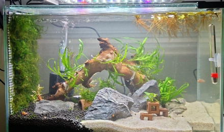 aquarium 17.5L Spé Caridina Red Crystal