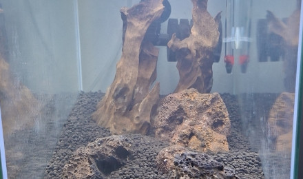 aquarium 15.7 Spé Néocaridinas Orange Sakura