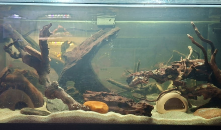 aquarium 55L Biotope Amazonien - Spé Apisto Cacatoi