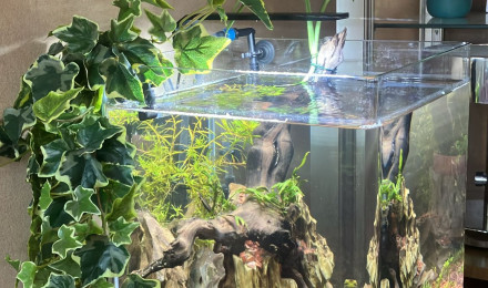 aquarium Shrimplandia