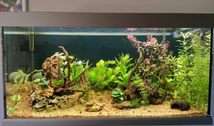 aquarium Mon premier