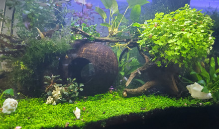 aquarium Aquarium communautaire 60