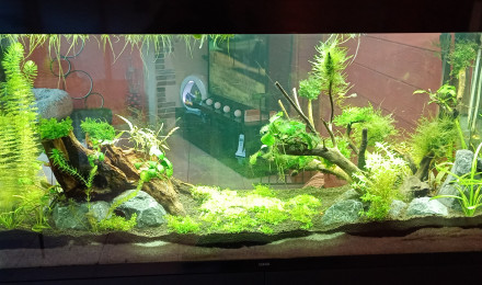 aquarium Ciano 250 litres