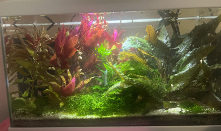 aquarium 15l à crevette
