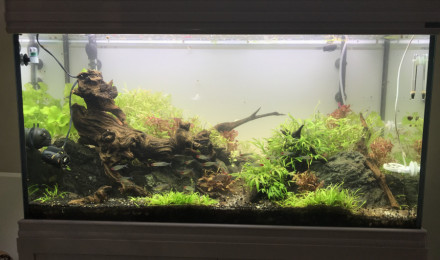 aquarium Test