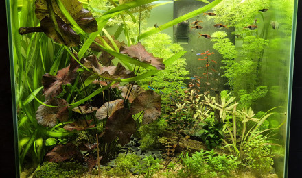 aquarium Bac 108L