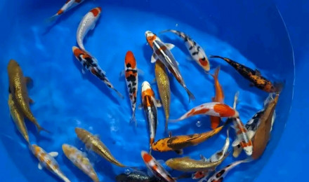 aquarium Aquafish