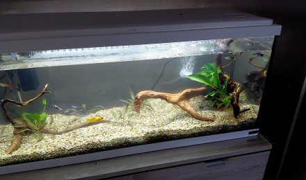 aquarium Aquarium 1