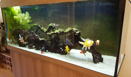 aquarium BAC450