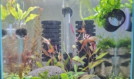 aquarium 25L - Spé Caridina Crystal Red