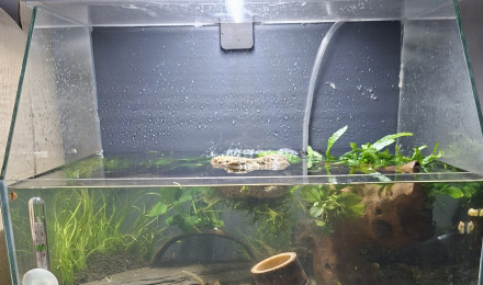aquarium 12L Spé Caridinas Babaulti Stripes