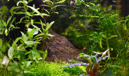 aquarium asiatique 20 litres