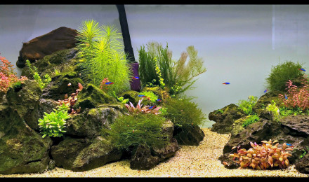 aquarium Rock with you