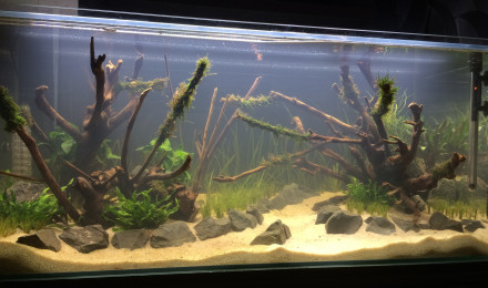 aquarium Aquaforest