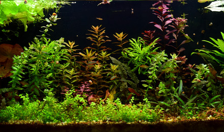 aquarium Secret Garden