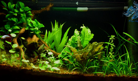 aquarium Jungle's Mao