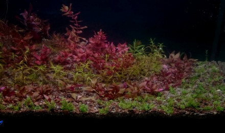 aquarium Touch of Green