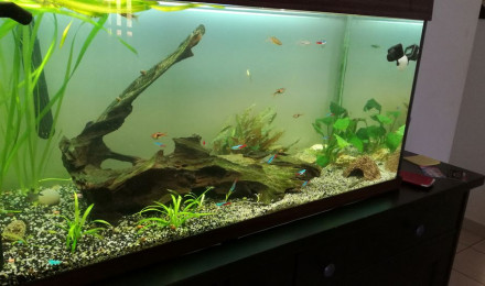 aquarium 180litre
