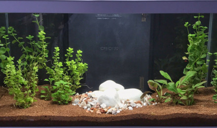 aquarium Mon premier aquarium de 60 litres