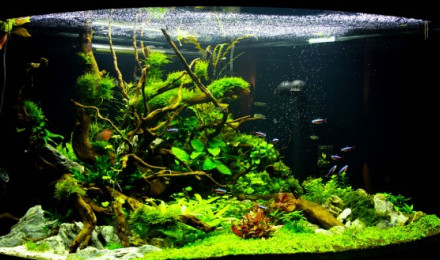 aquarium Eden Garden