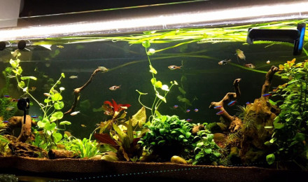 aquarium 300l