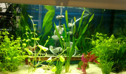 aquarium Mon premier aquarium