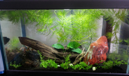 aquarium 20 L